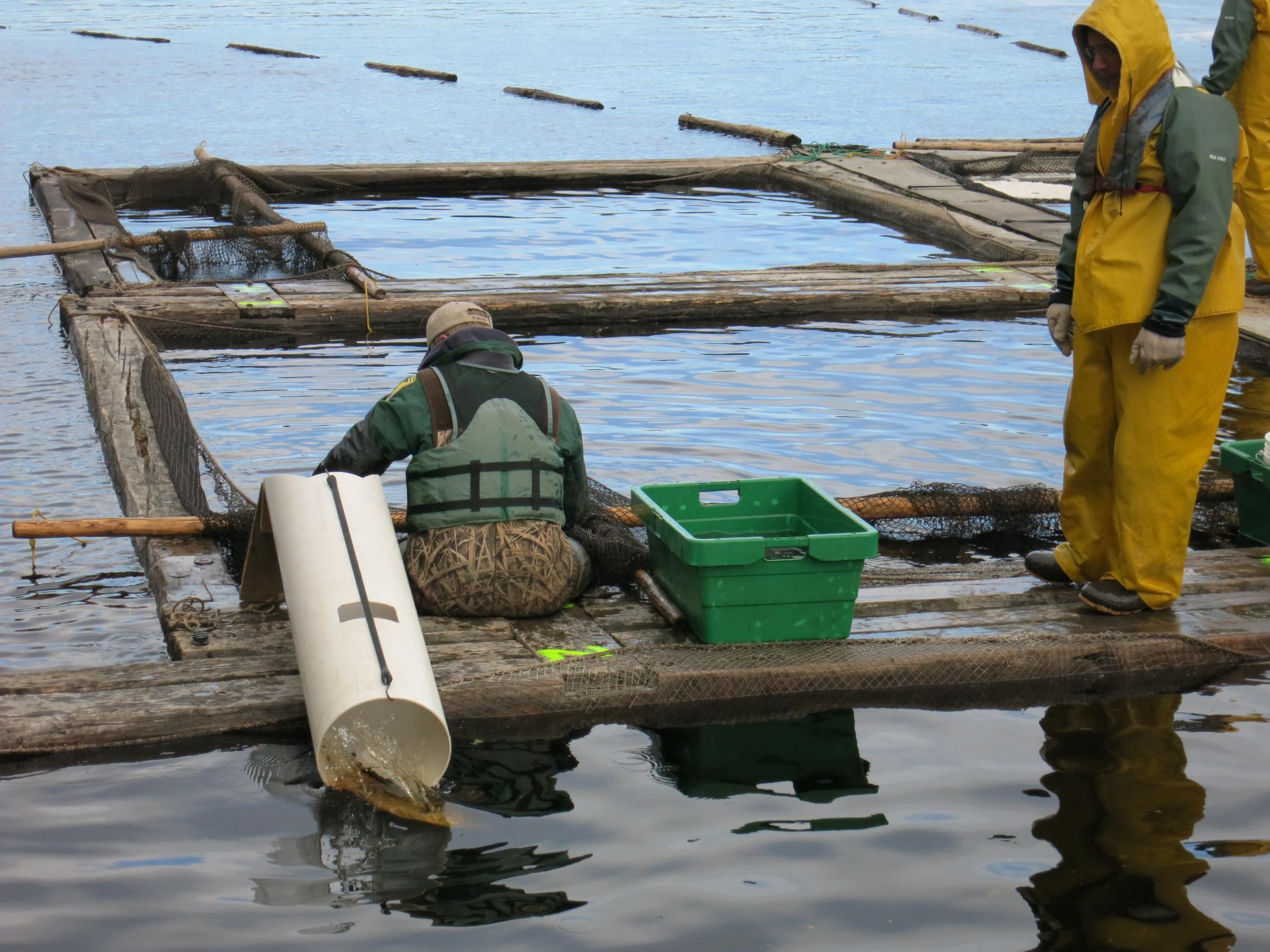 BWCA Pike River Fish Hatchery Visit Boundary Waters